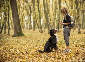 Top tien essentiële trainingsbenodigdheden voor honden