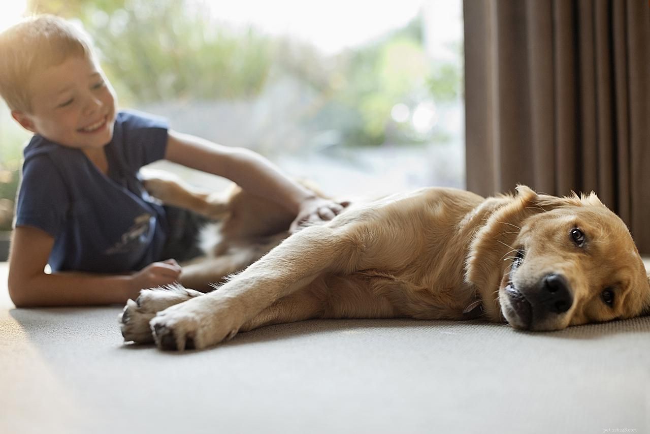 Nejlepších 10 tipů pro zabezpečení psa před dětmi