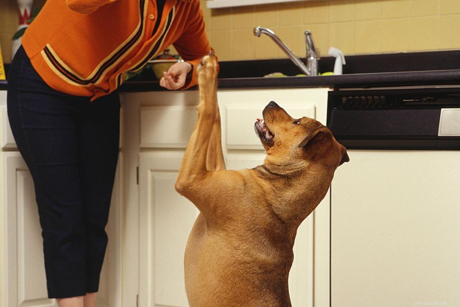 Jak vycvičit svého psa k žebrání