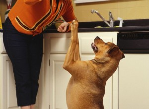 Jak vycvičit svého psa k žebrání