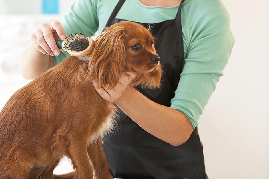 Come addestrare il tuo cane ad accettare il trattamento