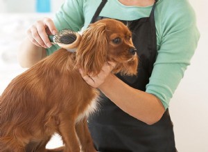 Comment apprendre à votre chien à accepter d être manipulé