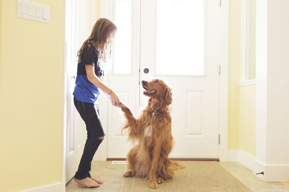 犬の行動管理と犬の訓練 