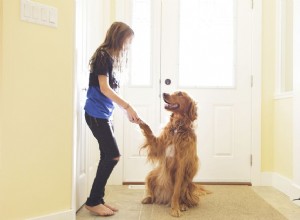 Řízení chování psů vs výcvik psů
