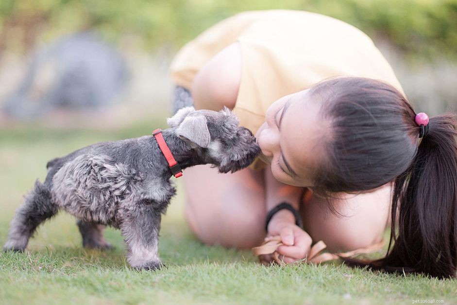 개에게 키스하도록 훈련시키는 방법