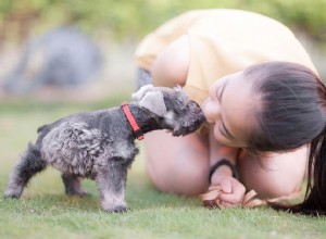 Hoe u uw hond leert kussen te geven