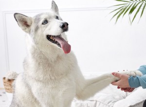 Comment apprendre à votre chien à secouer les pattes