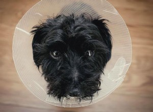 犬の避妊去勢手術とは何ですか？ 