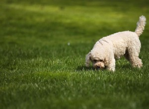 Hoe u uw hond traint om op commando te elimineren