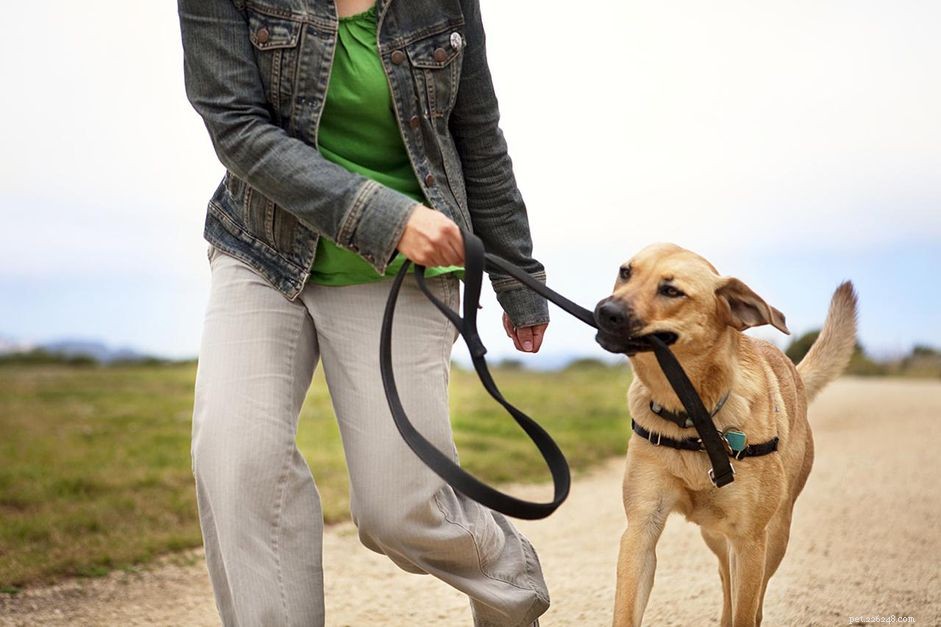 ひもにつないで歩くようにあなたの犬を訓練する方法 