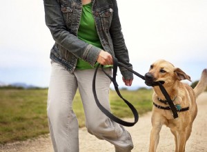 ひもにつないで歩くようにあなたの犬を訓練する方法 