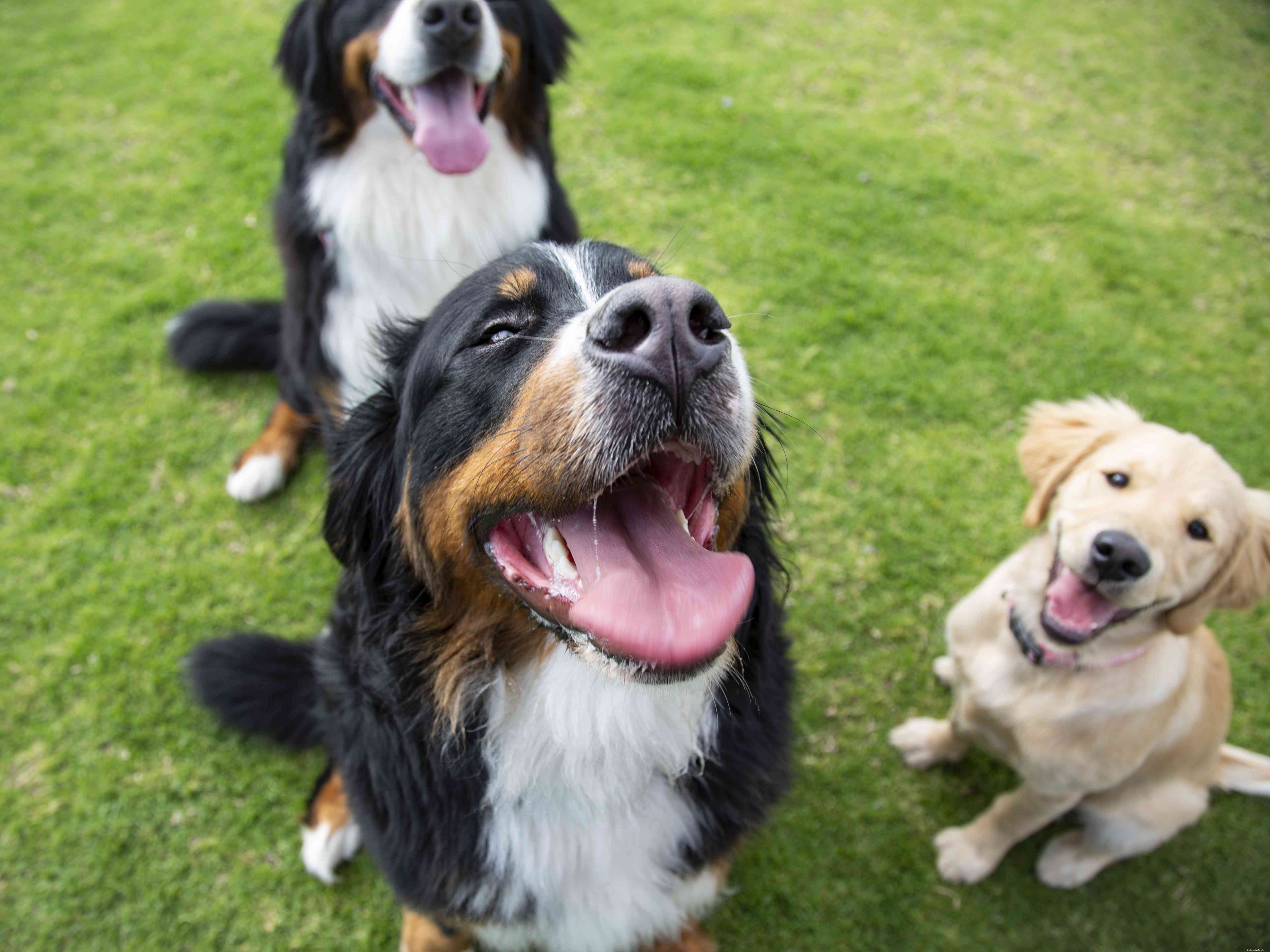 Les 5 meilleures façons d utiliser le renforcement positif pour récompenser un chien