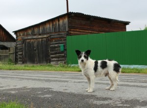 Kan ik mijn hond gratis laten rondlopen?