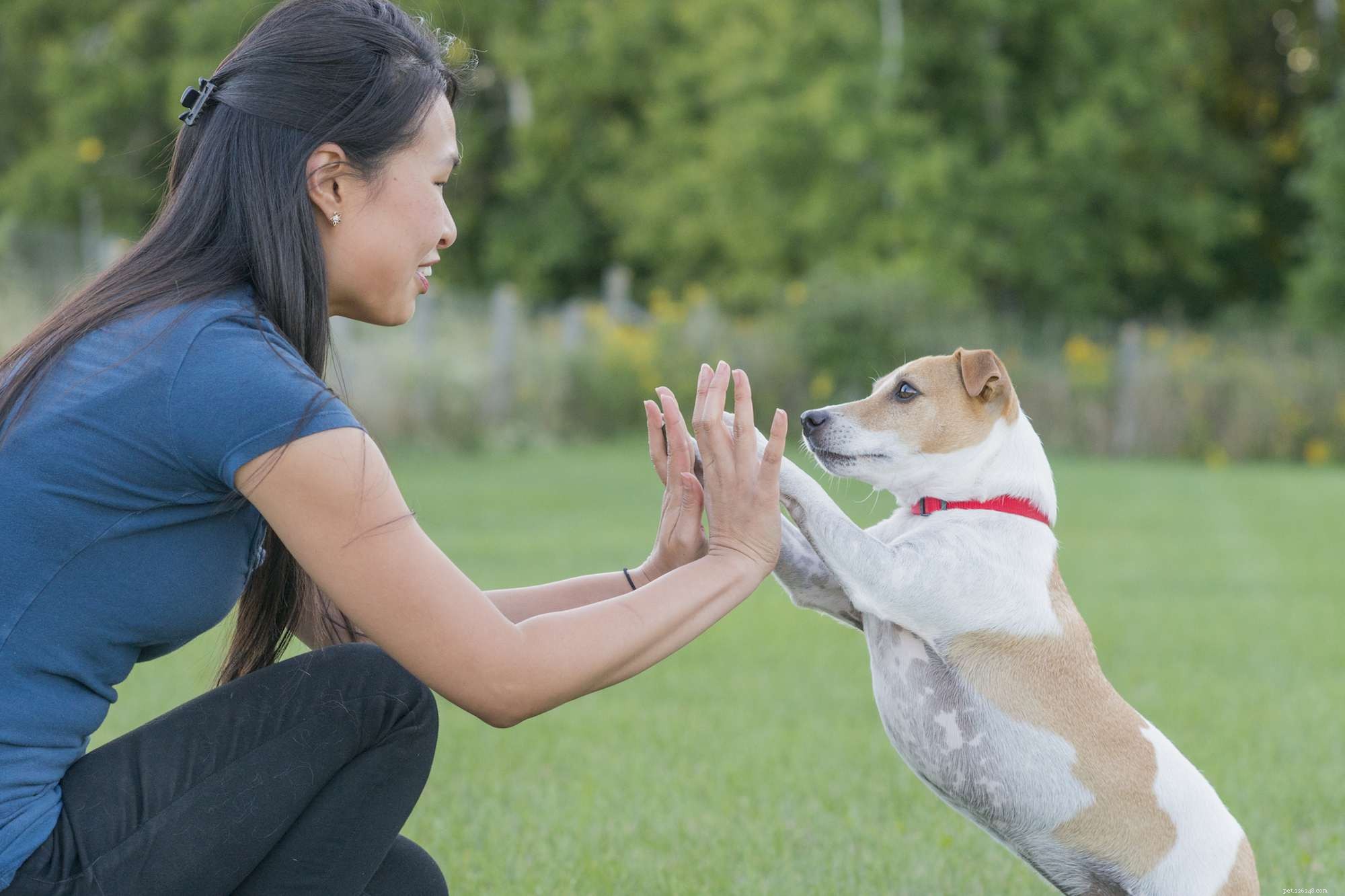 Come diventare un addestratore di cani