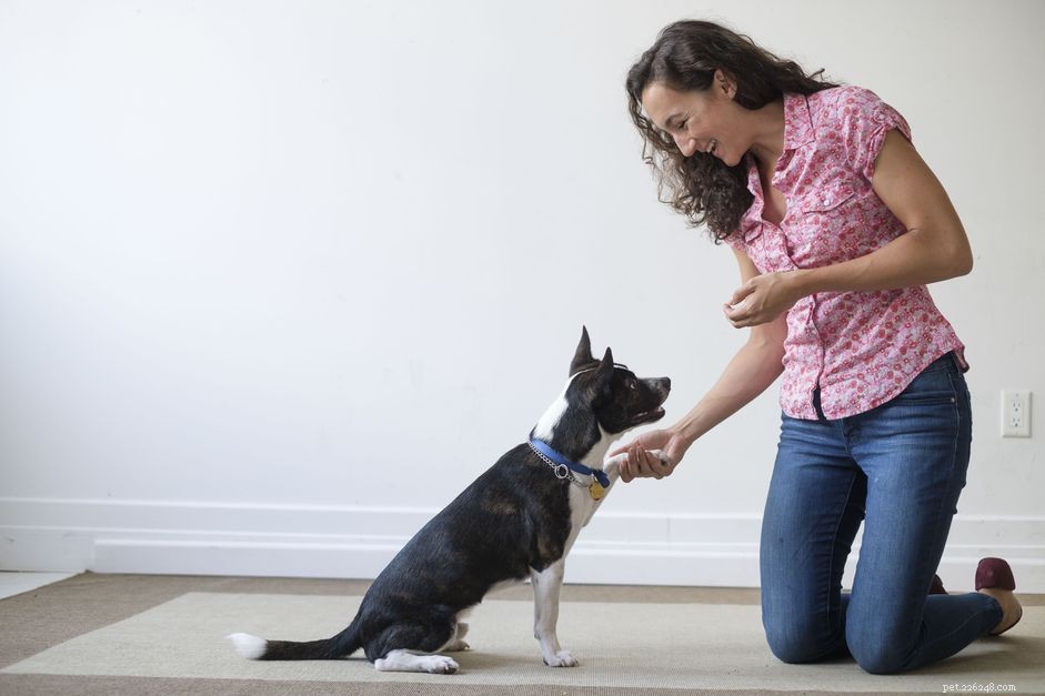Come addestrare il tuo cane all obbedienza fai-da-te