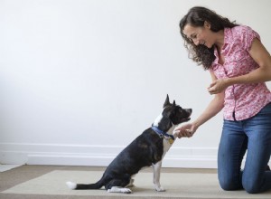 Как самостоятельно приучить собаку к послушанию