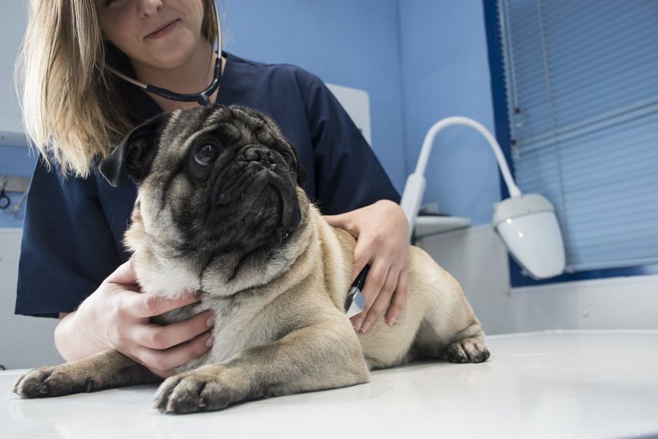 Obstrução intestinal em cães