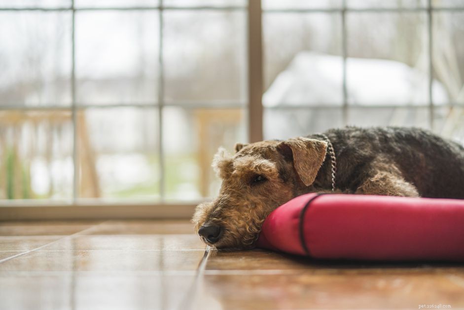 Você deve comprar uma almofada de aquecimento para cães?