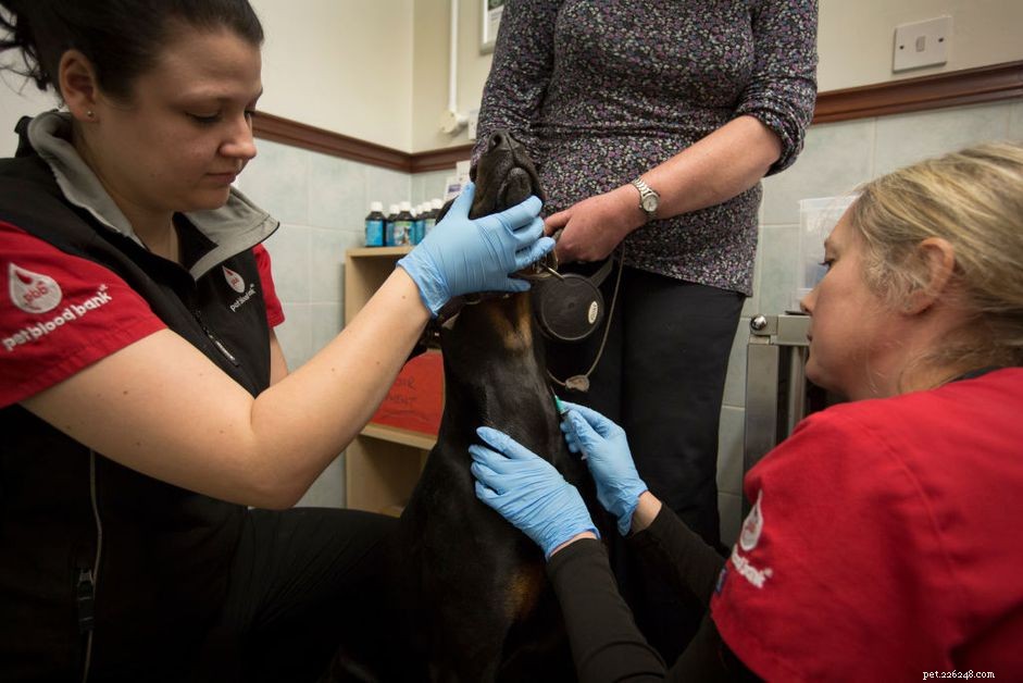 Může váš pes darovat krev?