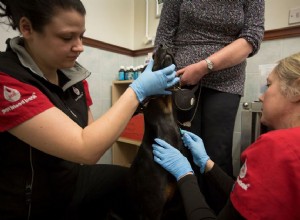 Votre chien peut-il donner du sang ?