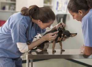 獣医の生活の中で典型的な日 