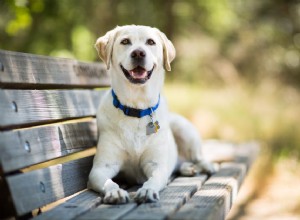 Que faire si les dents de votre chien sont usées