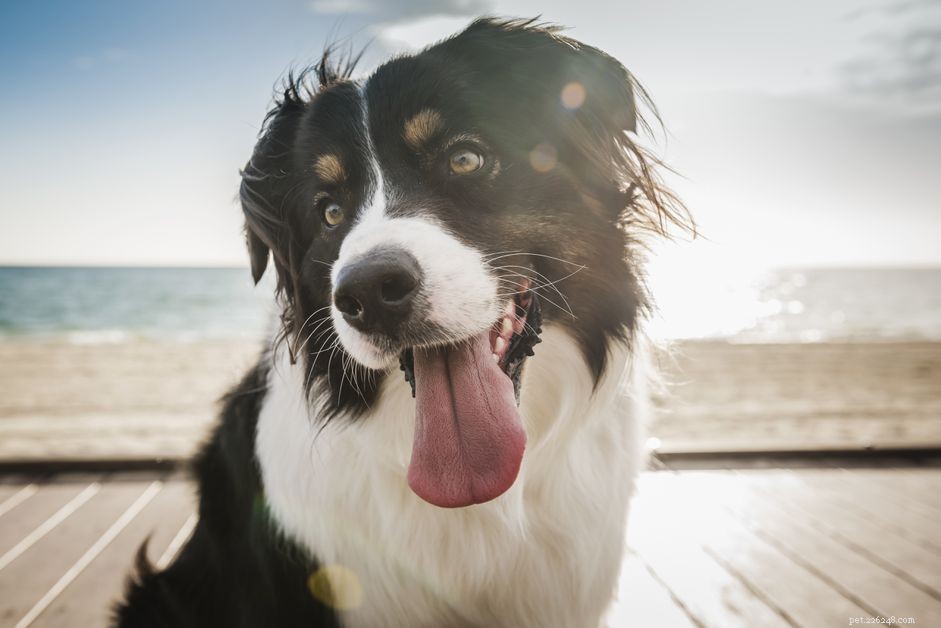 Het identificeren van symptomen van een zonnesteek bij honden