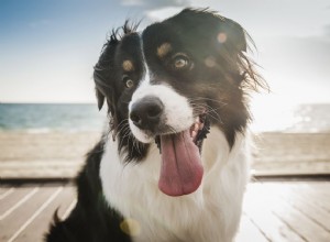 Jak identifikovat příznaky úpalu u psů