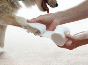 10 itens para ter em um kit de primeiros socorros para cães