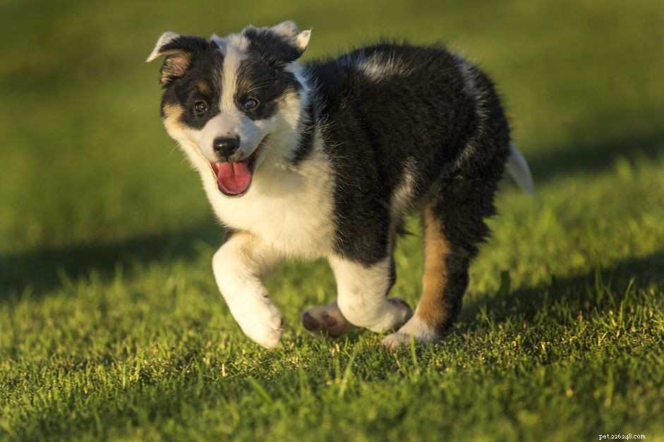 Texas Heeler:profilo di razza canina 