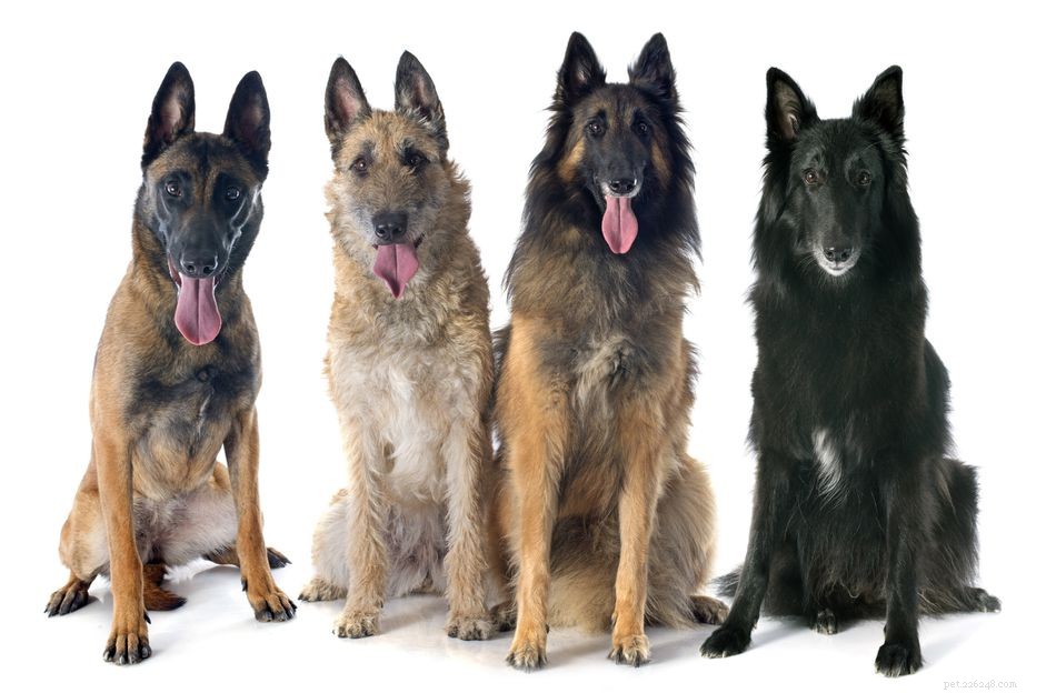 7 пород собак из Бельгии