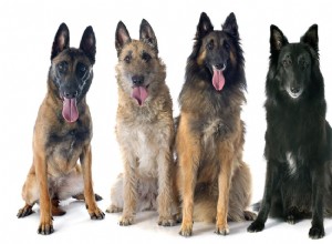 ベルギーからの7つの犬種 