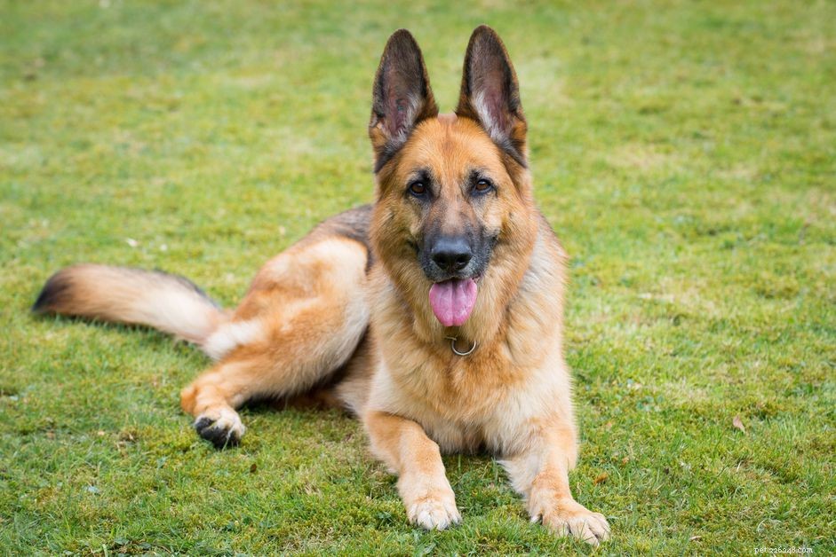 15 honden die op Duitse herders lijken