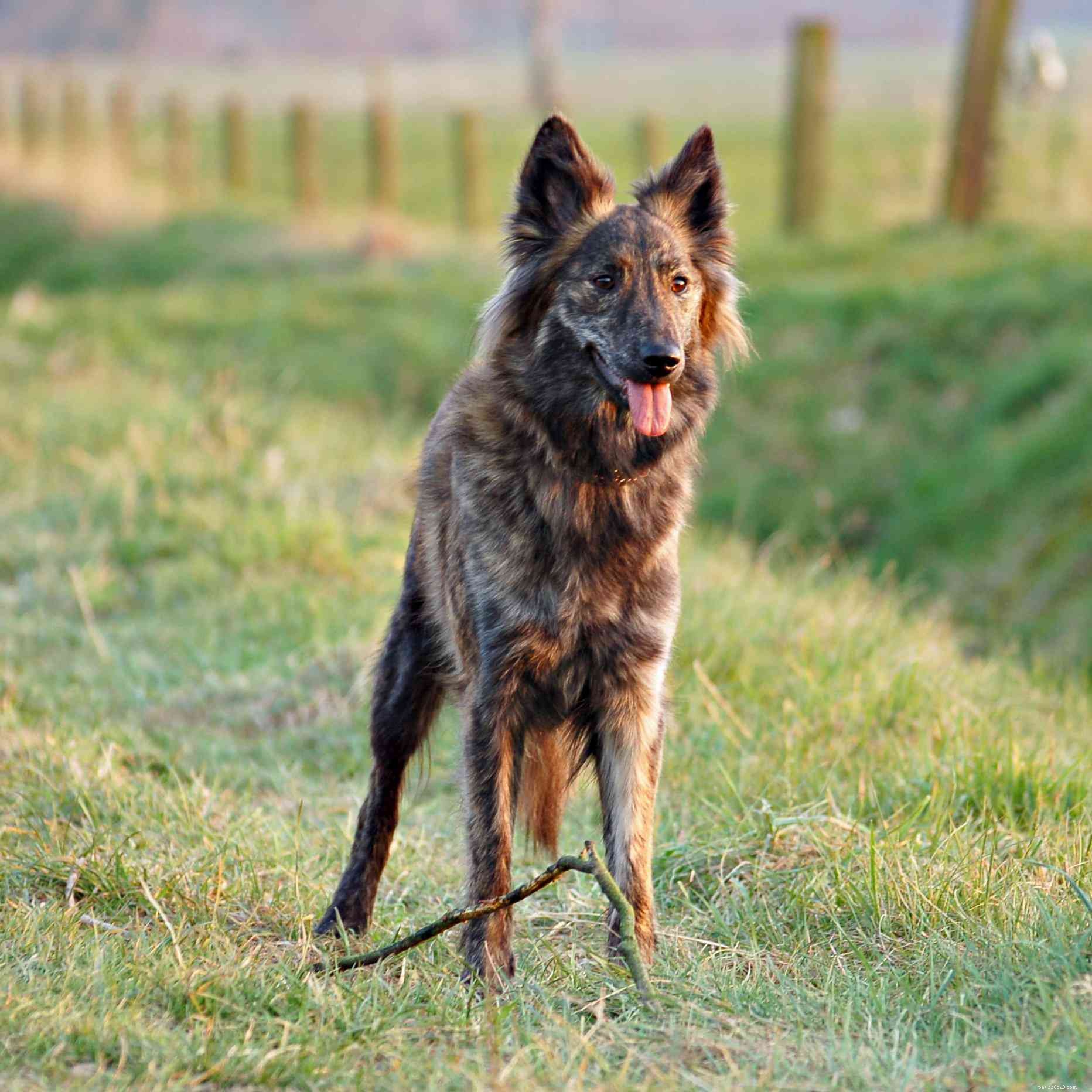 15 honden die op Duitse herders lijken