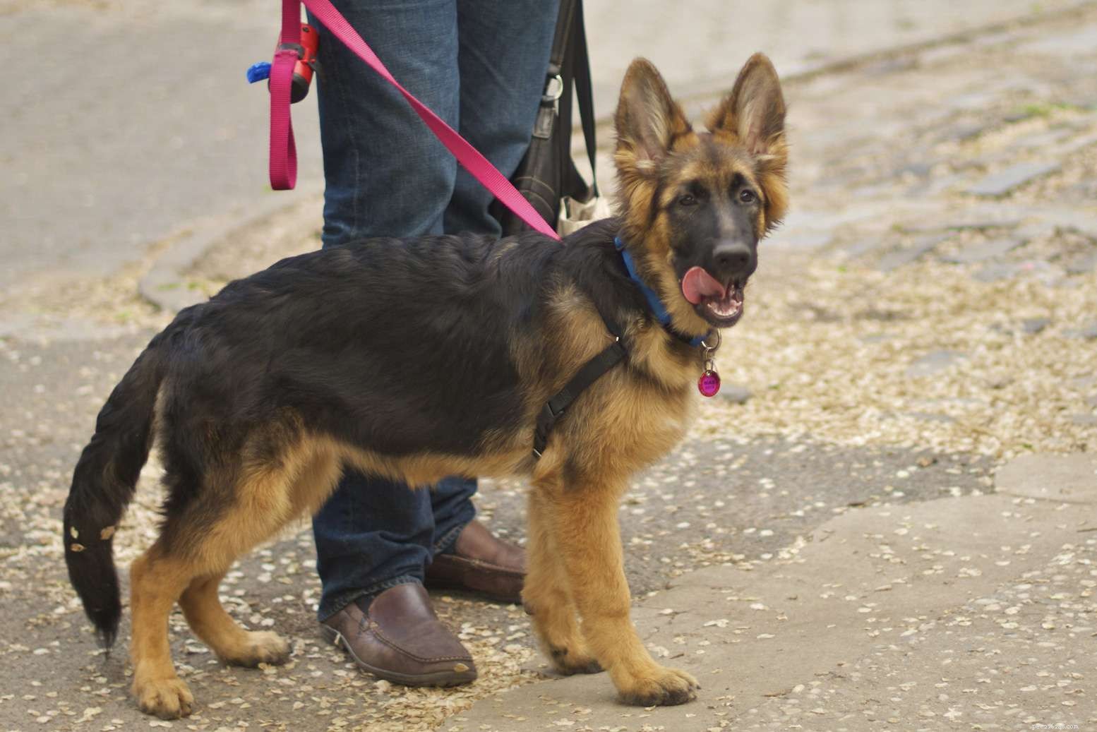 15 cani che sembrano pastori tedeschi