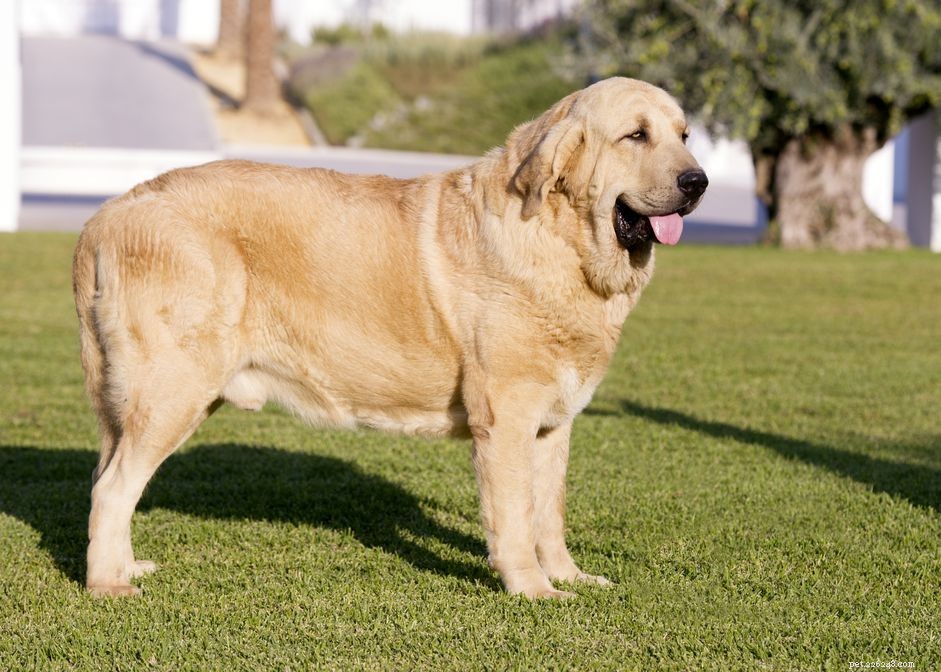 Spaanse mastiff (Mastín Español):hondenrasprofiel