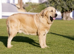 Mastim espanhol (Mastín Español):Perfil da raça do cão