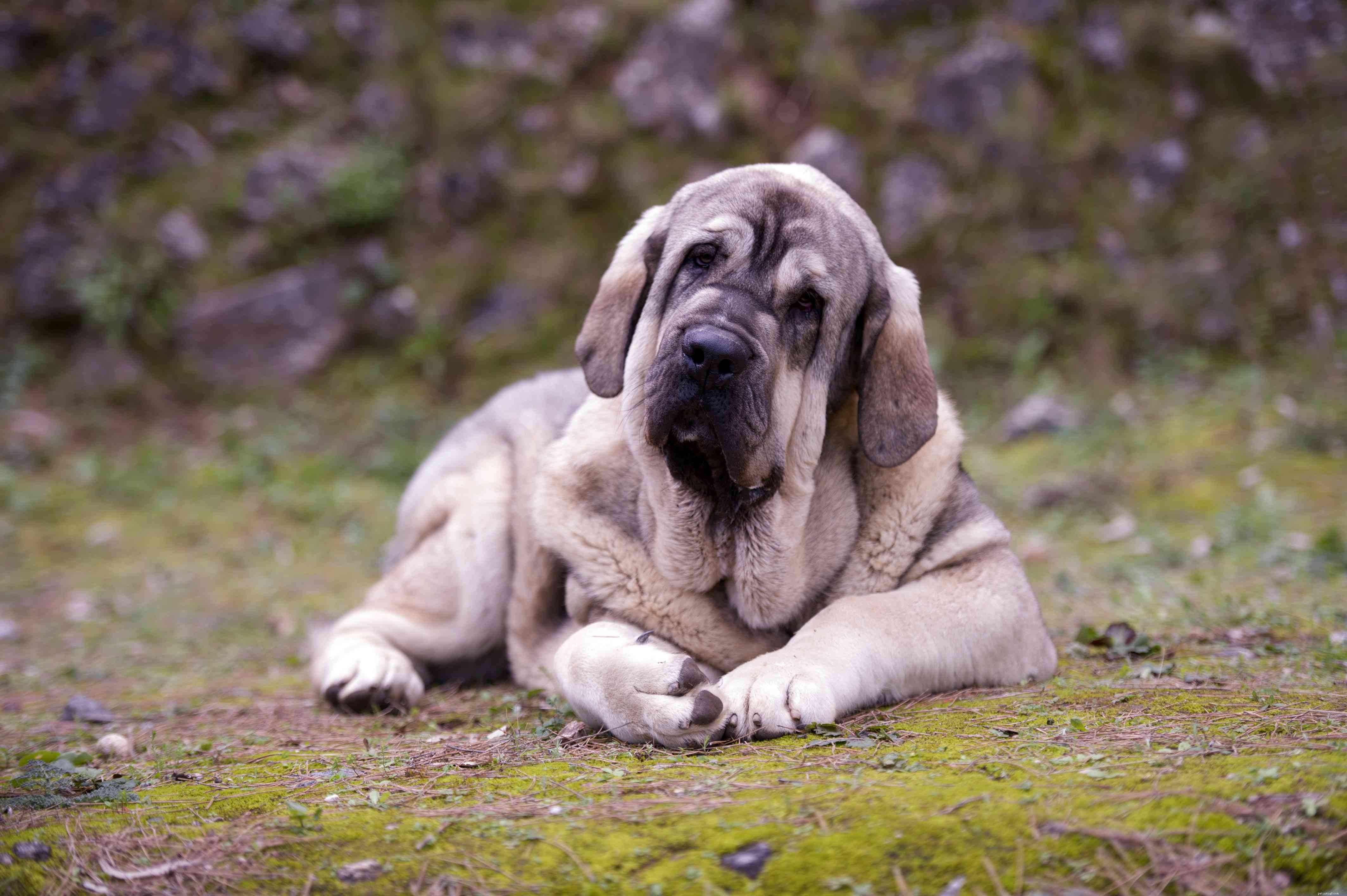 Испанский мастиф (Mastín Español):Профиль породы собак
