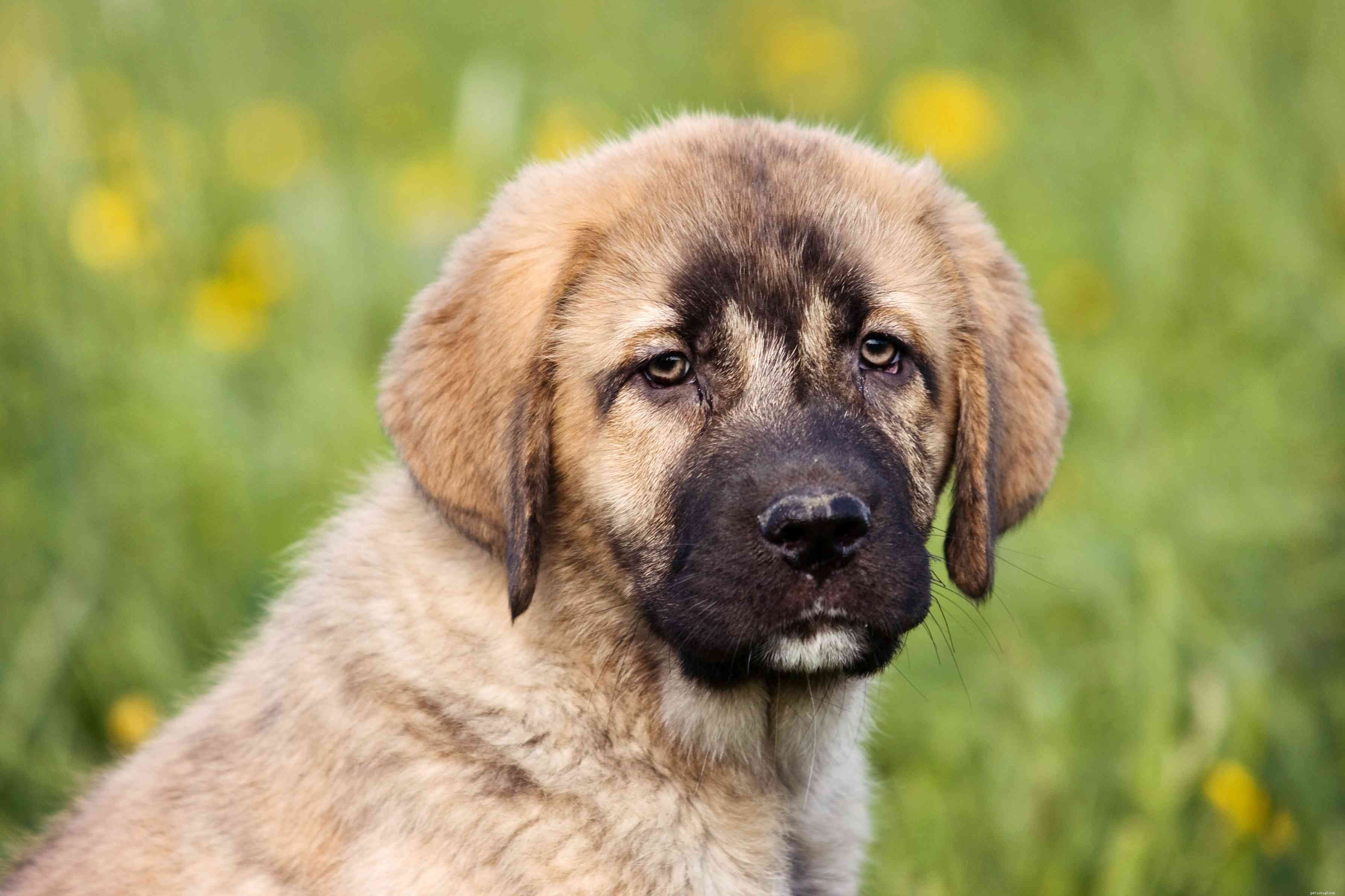 Spaanse mastiff (Mastín Español):hondenrasprofiel