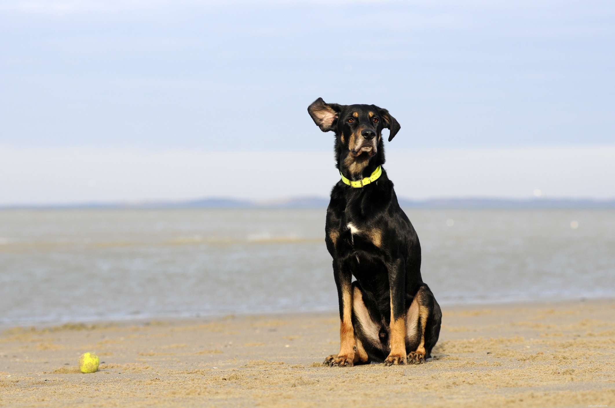 Transsylvanische windhond (Erdelyi Kopó):kenmerken en verzorging van hondenrassen
