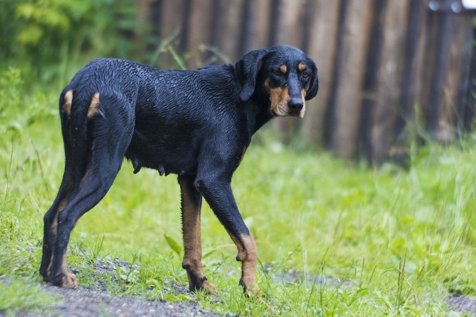 Chien courant de Transylvanie (Erdelyi Kopó) :caractéristiques et soins de la race de chien