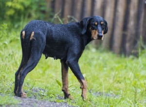 Cão da Transilvânia (Erdelyi Kopó):Características e cuidados da raça do cão