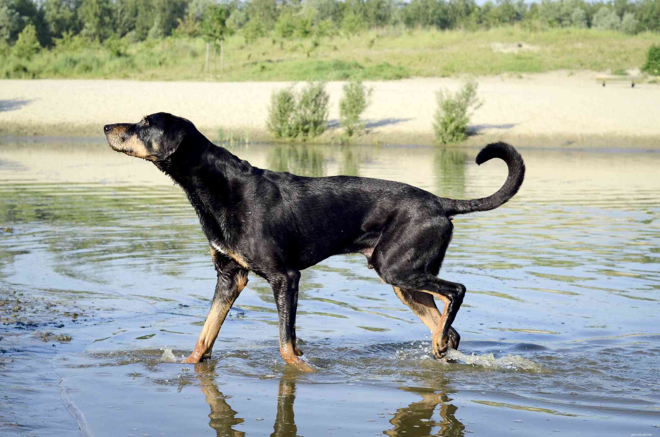 Chien courant de Transylvanie (Erdelyi Kopó) :caractéristiques et soins de la race de chien