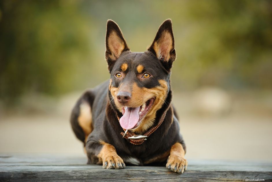 Kelpie australien :caractéristiques et soins de la race de chien