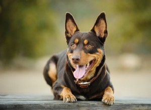 Австралийский келпи:характеристики породы собак и уход за ними