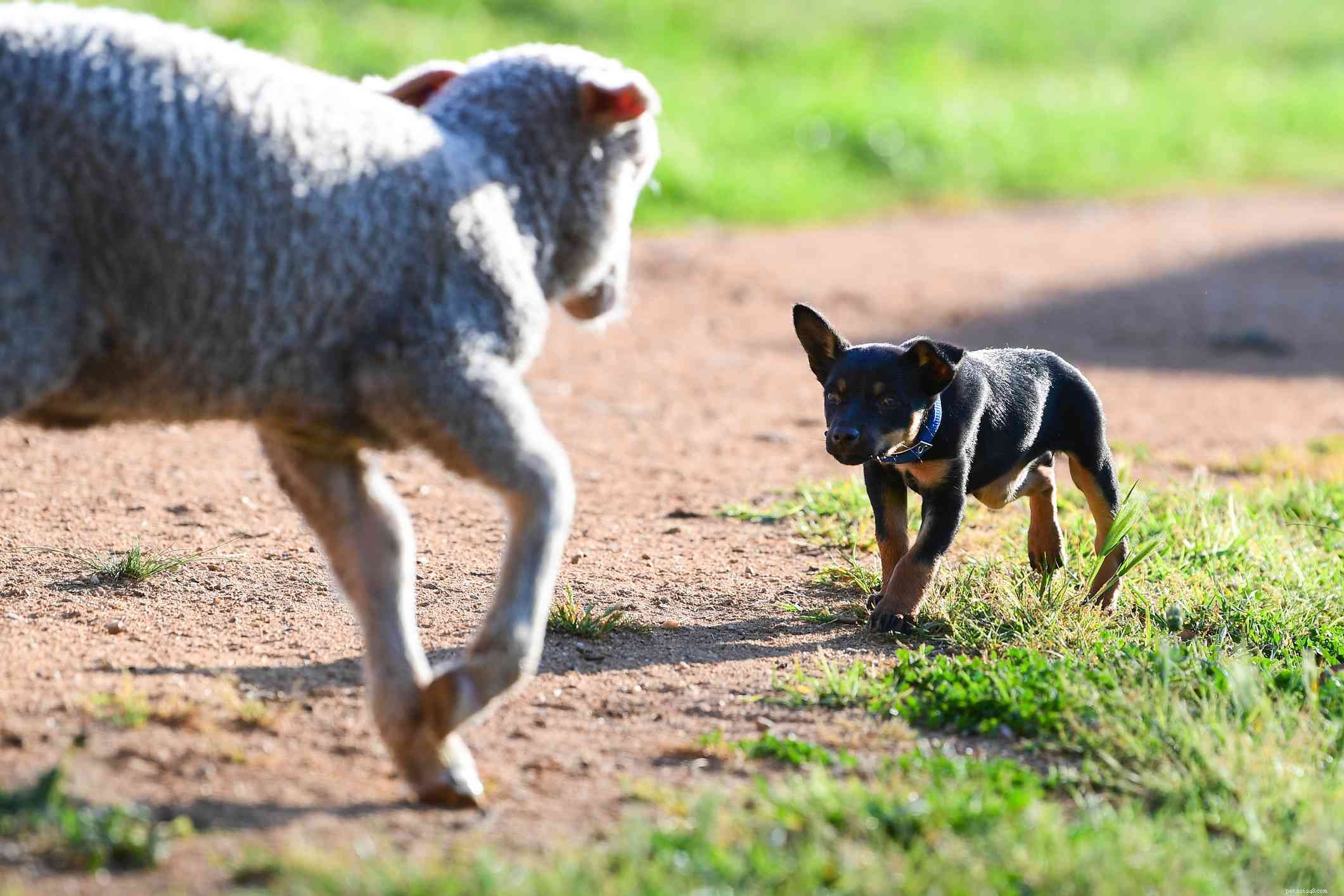 Kelpie australiano:características e cuidados da raça do cão