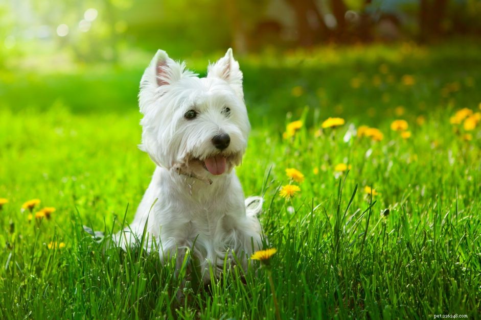 26 hypoallergene hondenrassen voor iedereen met allergieën