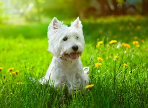 26 raças de cães hipoalergênicos para qualquer pessoa com alergia