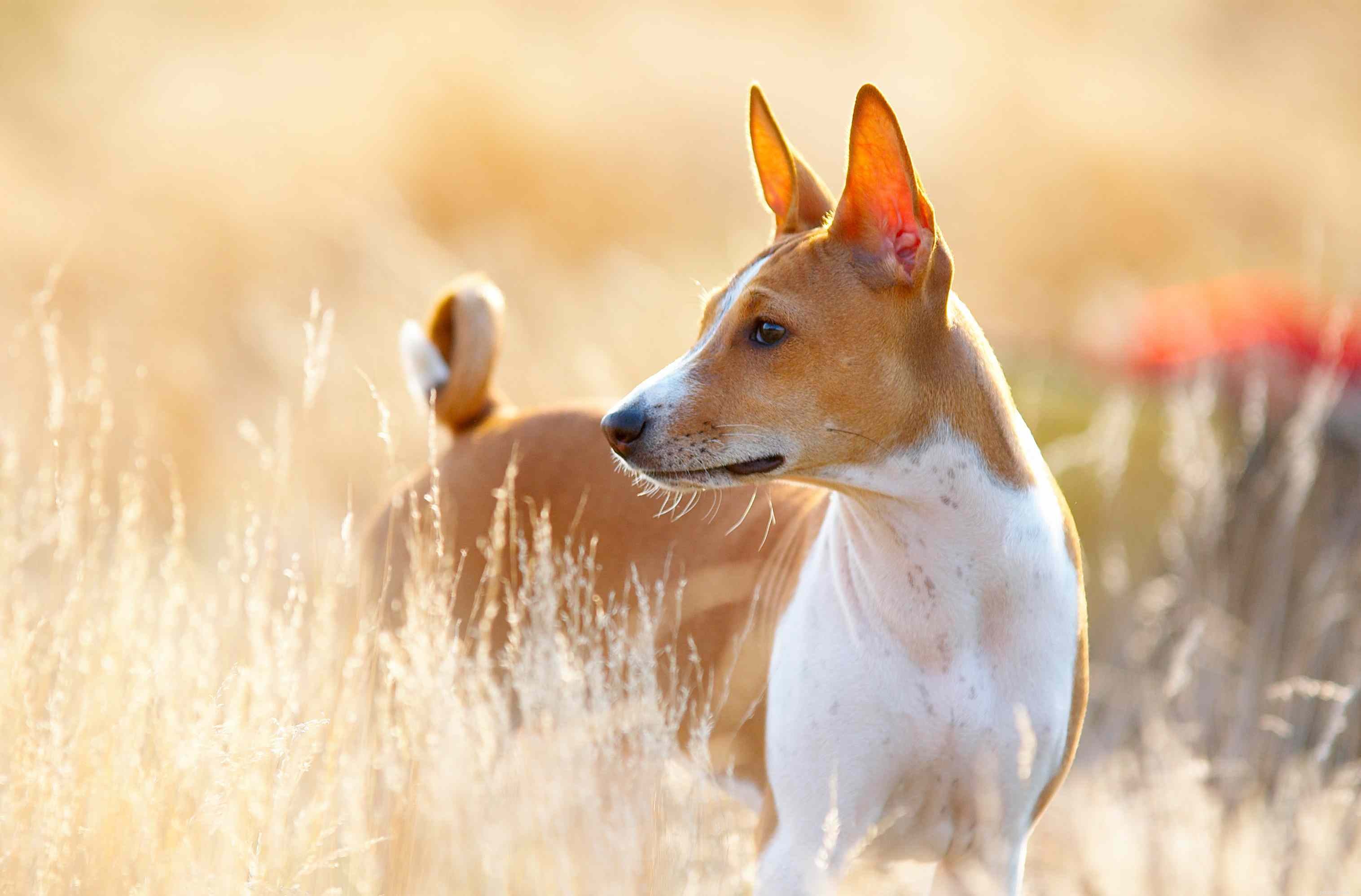 26 hypoalergenních psích plemen pro každého s alergiemi