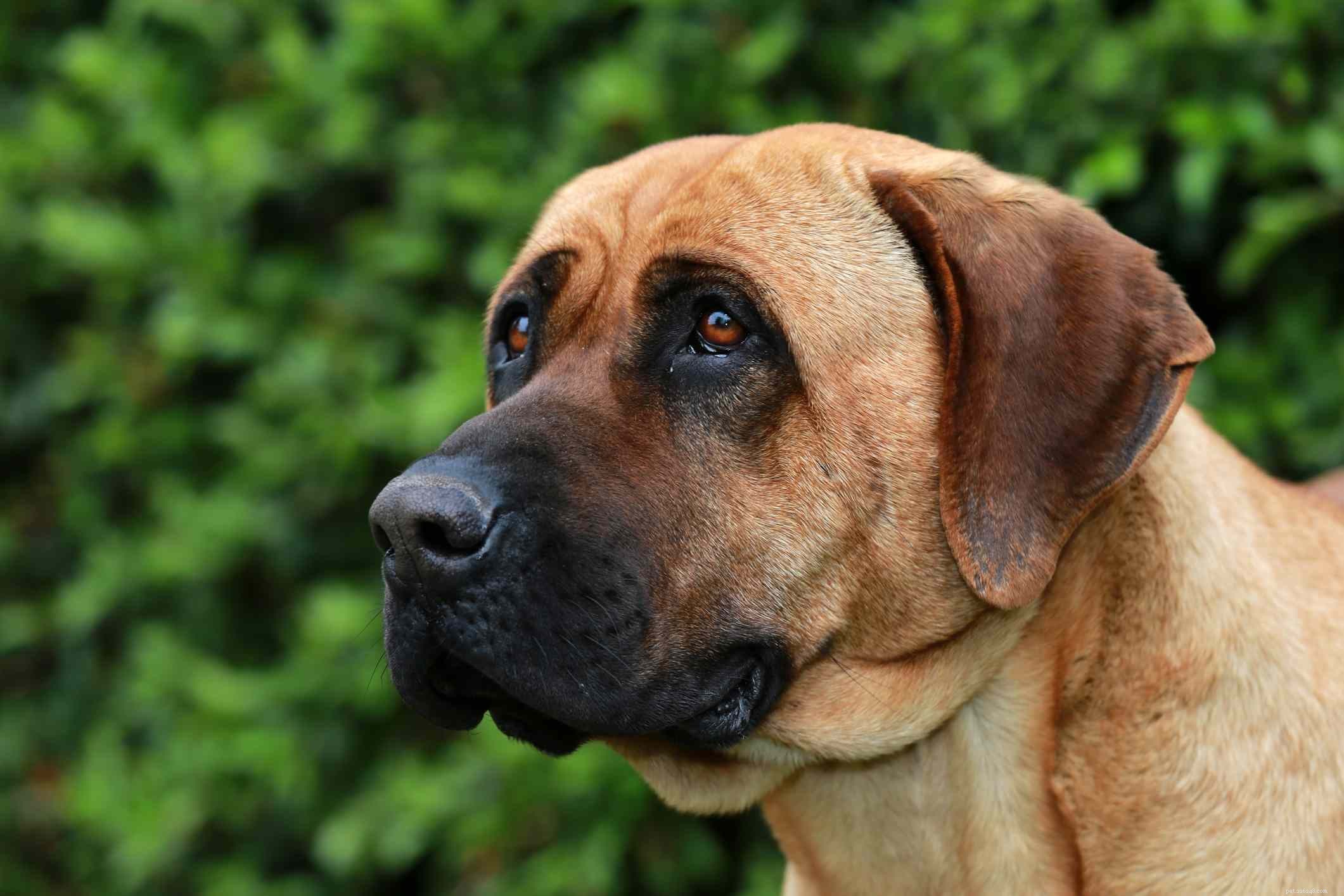 Tosa (Tosa Inu):kenmerken en verzorging van hondenrassen